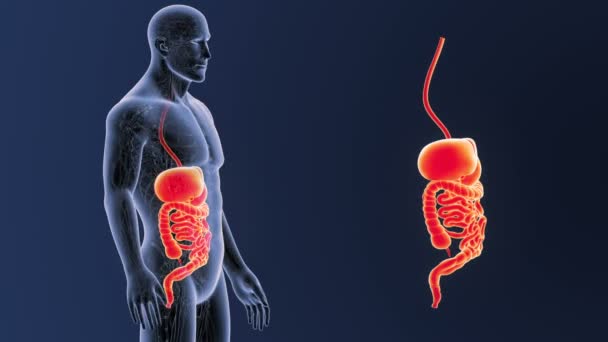 Esqueleto Vista Posterior Del Sistema Digestivo Humano Fuera Del Cuerpo — Vídeo de stock