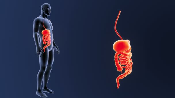 Skeleton Posterior View Human Digestive System Out Body Blue Background — Stock Video