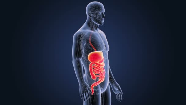 Skeleton Posterior View Human Digestive System Blue Background — Stock Video