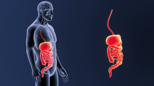 Esqueleto Vista Posterior Del Sistema Digestivo Humano Fuera Del Cuerpo — Vídeos de Stock
