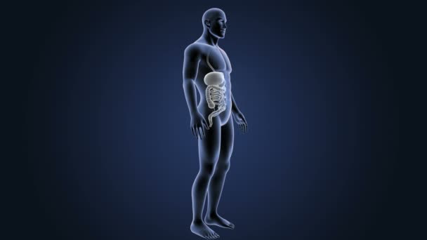 Skelet Posterieure Weergave Van Menselijke Spijsverteringsstelsel Blauwe Achtergrond — Stockvideo