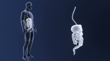 mavi arka plan üzerinde bedeninden insan sindirim sisteminin iskelet arka görünüm