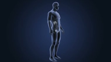 insan üriner sistem iskelet arka görünümü mavi zemin üzerine