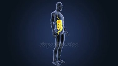 insan sindirim sistemi iskelet arka görünümü mavi zemin üzerine