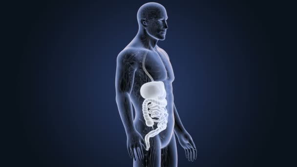 Skeleton Posterior View Human Digestive System Blue Background — Stock Video