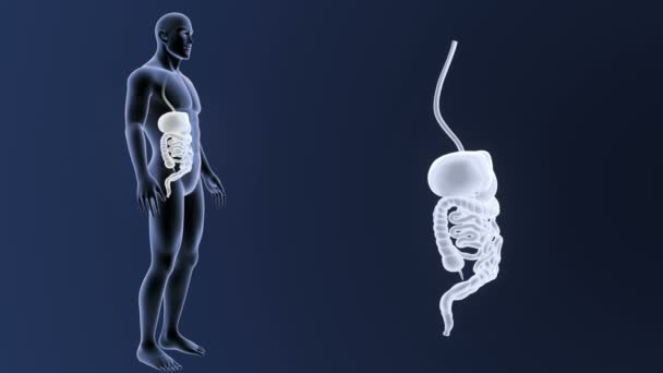 Skelett Hintere Ansicht Des Menschlichen Verdauungssystems Außerhalb Des Körpers Auf — Stockvideo