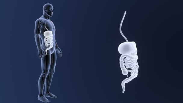 Skeleton Posterior View Human Digestive System Out Body Blue Background — Stock Video