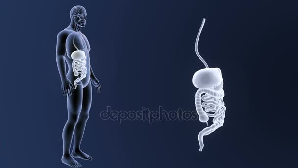 Skeleton Posterior View Human Digestive System Out Body Blue Background — Stock Video