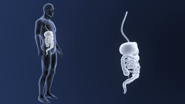 Σκελετός Οπίσθια Άποψη Του Ανθρώπινου Πεπτικού Συστήματος Έξω Από Σώμα — Αρχείο Βίντεο