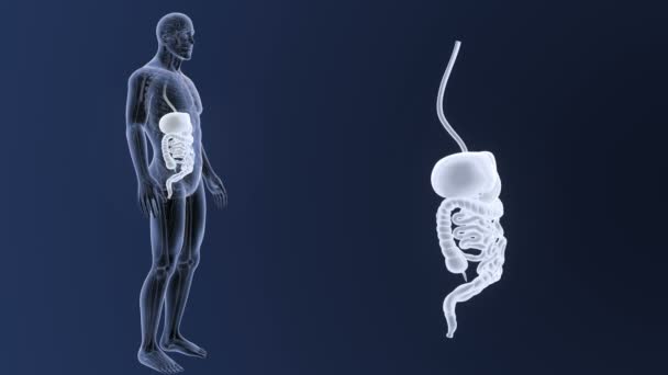 Скелет Задний Вид Пищеварительной Системы Человека Вне Тела Синем Фоне — стоковое видео
