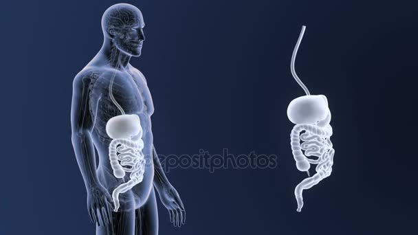 人体消化系统的骨架后视 蓝色背景下的体外 — 图库视频影像