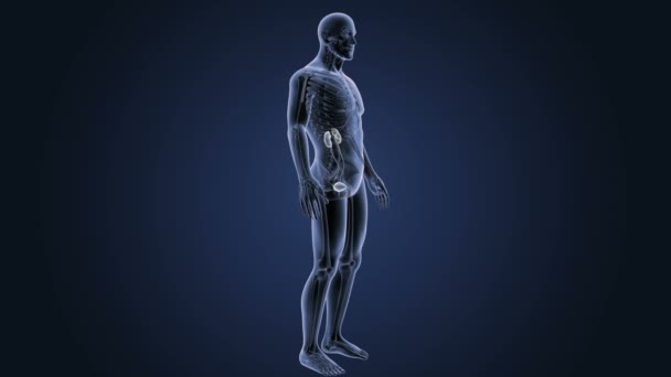 Skeleton Posterior View Human Urinary System Blue Background — Stock Video