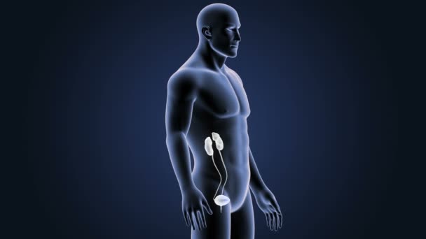 Esqueleto Vista Posterior Del Sistema Urinario Humano Sobre Fondo Azul — Vídeos de Stock