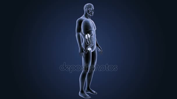 Skeleton Posterior View Human Urinary System Blue Background — Stock Video