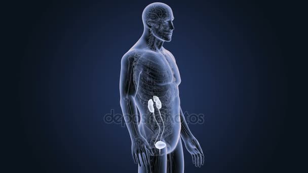 Skeleton Posterior View Human Urinary System Blue Background — Stock Video