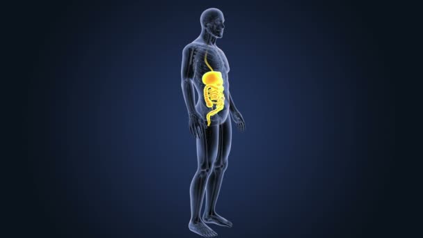 Skeleton Posterior View Human Digestive System Blue Background — Stock Video