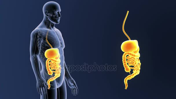 Skeleton Posterior View Human Digestive System Out Body Blue Background — Stock Video
