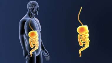 mavi arka plan üzerinde bedeninden insan sindirim sisteminin iskelet arka görünüm