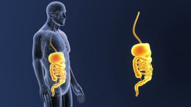 mavi arka plan üzerinde bedeninden insan sindirim sisteminin iskelet arka görünüm