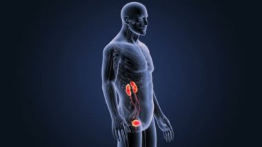 insan üriner sistem iskelet arka görünümü mavi zemin üzerine