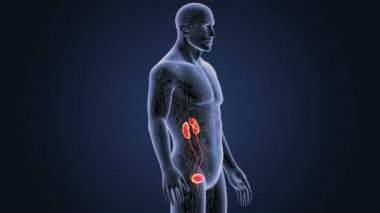 insan üriner sistem iskelet arka görünümü mavi zemin üzerine