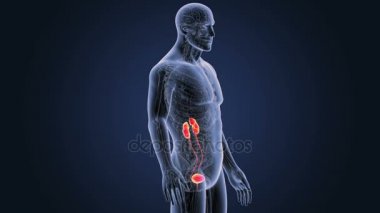 insan üriner sistem iskelet arka görünümü mavi zemin üzerine