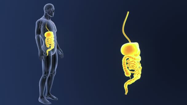 Esqueleto Vista Posterior Del Sistema Digestivo Humano Fuera Del Cuerpo — Vídeo de stock