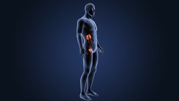 Esqueleto Visão Posterior Sistema Urinário Humano Sobre Fundo Azul — Vídeo de Stock