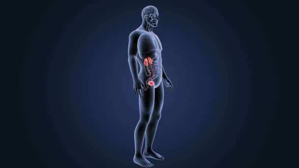 蓝色背景下人体泌尿系统骨架后视 — 图库视频影像