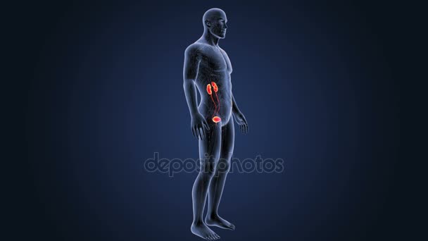 Skelet Posterieure Weergave Van Menselijke Urine Systeem Blauwe Achtergrond — Stockvideo