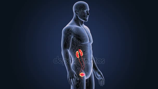 Skeleton Posterior View Human Urinary System Blue Background — Stock Video