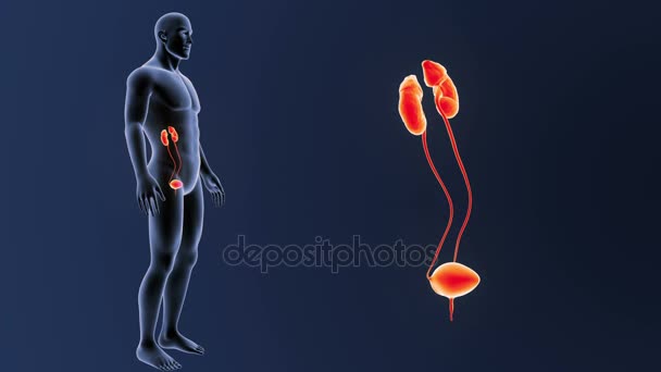 体に青色の背景色のうち 人間の尿路系のスケルトンの後方ビュー — ストック動画