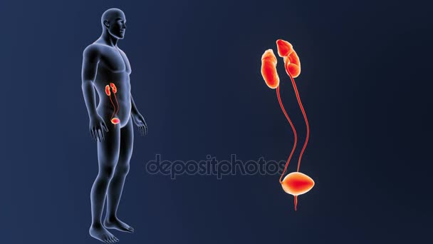 Skeleton Posterior View Human Urinary System Out Body Blue Background — Stock Video