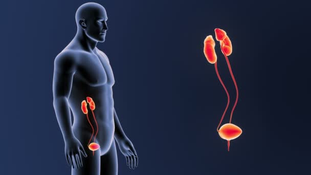 Esqueleto Vista Posterior Del Sistema Urinario Humano Fuera Del Cuerpo — Vídeos de Stock