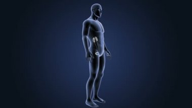 insan üriner sistem iskelet arka görünümü mavi zemin üzerine