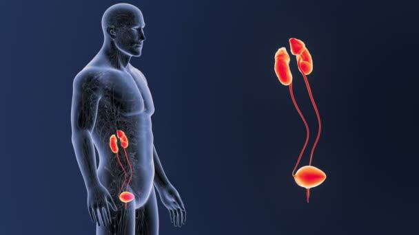 Esqueleto Vista Posterior Del Sistema Urinario Humano Fuera Del Cuerpo — Vídeo de stock