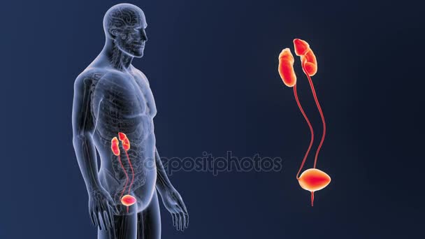 Esqueleto Visão Posterior Sistema Urinário Humano Fora Corpo Sobre Fundo — Vídeo de Stock