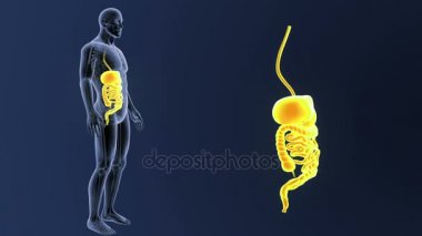 mavi arka plan üzerinde bedeninden insan sindirim sisteminin iskelet arka görünüm