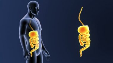 mavi arka plan üzerinde bedeninden insan sindirim sisteminin iskelet arka görünüm