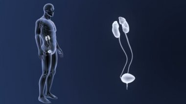 mavi arka plan üzerinde bedeninden insan üriner sistem iskelet arka görünümü