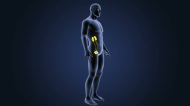 insan üriner sistem iskelet arka görünümü mavi zemin üzerine