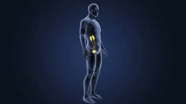 insan üriner sistem iskelet arka görünümü mavi zemin üzerine