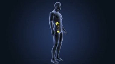 insan üriner sistem iskelet arka görünümü mavi zemin üzerine