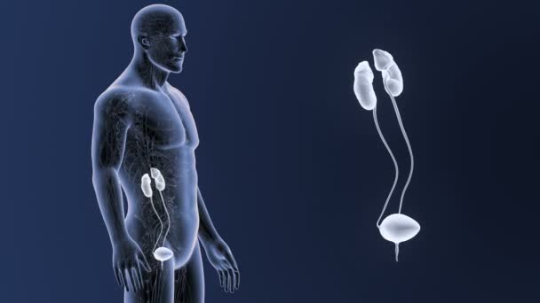 Skelet Posterieure Weergave Van Menselijke Urine Systeem Uit Lichaam Blauwe — Stockvideo
