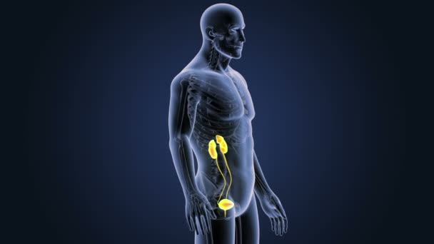 Esqueleto Vista Posterior Del Sistema Urinario Humano Sobre Fondo Azul — Vídeo de stock