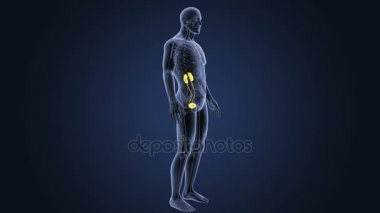 insan üriner sistem iskelet arka görünümü mavi zemin üzerine