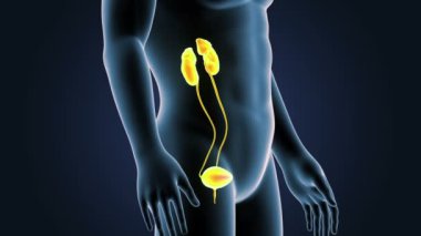 insan üriner sistem iskelet arka görünümü mavi zemin üzerine