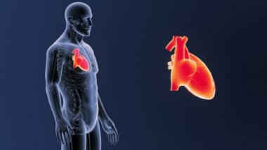 insan kalp, mavi zemin üzerine bedeninden iskelet arka görünüm