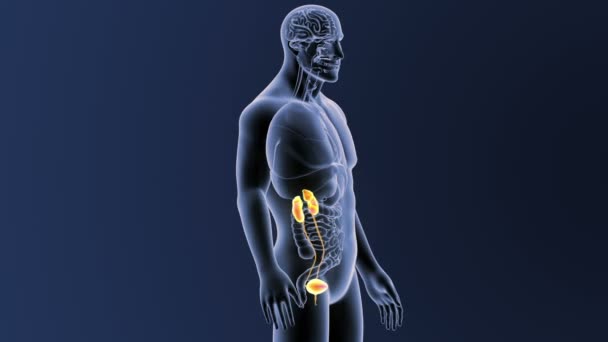 Esqueleto Vista Posterior Del Sistema Urinario Humano Sobre Fondo Azul — Vídeo de stock