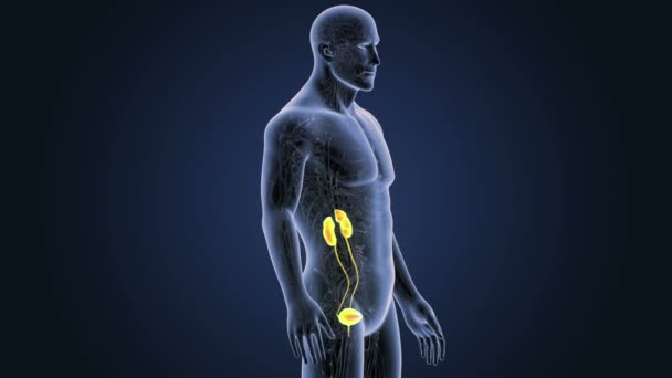 Esqueleto Vista Posterior Del Sistema Urinario Humano Sobre Fondo Azul — Vídeo de stock